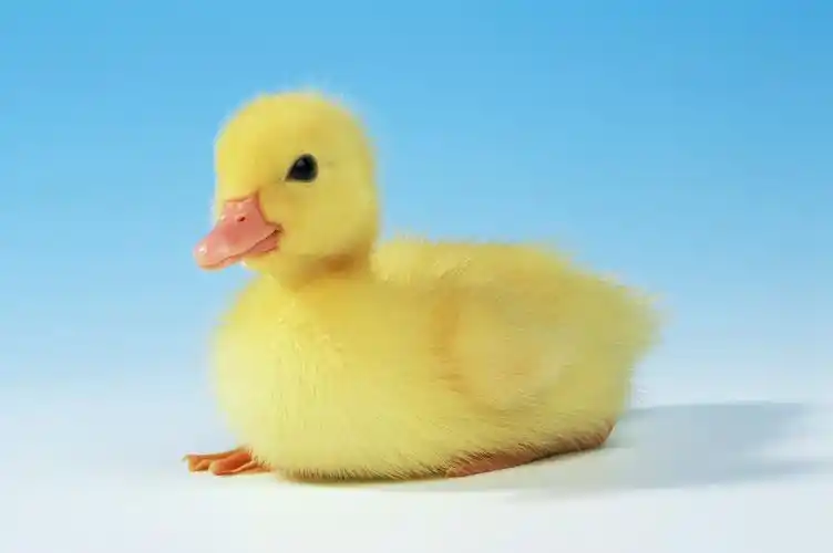 滑稽鸭子图片家禽鸭子搞笑滑稽