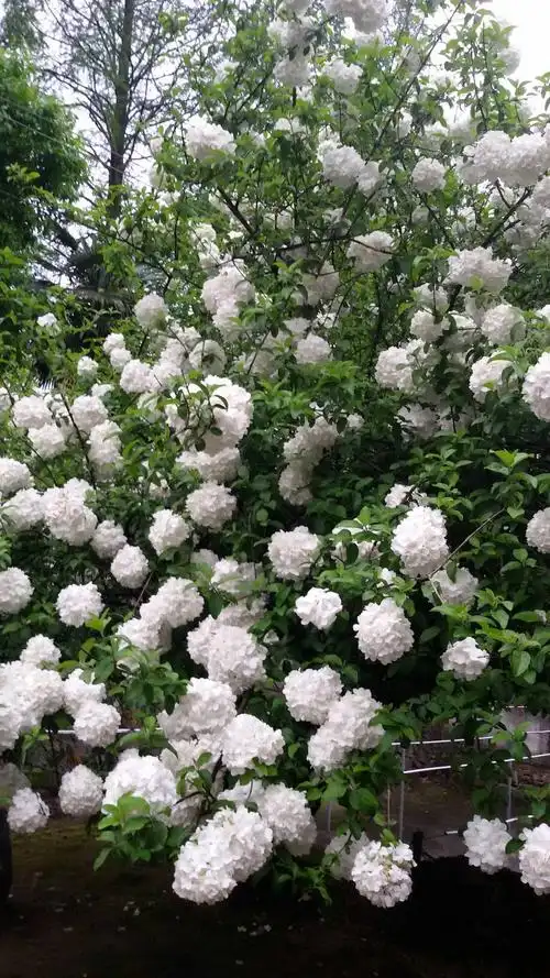 什么树,什么花,一团团的,很大很大的.