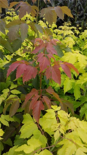 红叶复叶槭行情 吉林红叶复叶槭销售