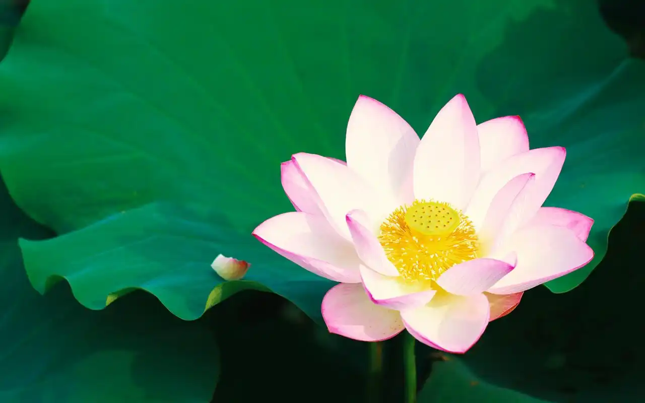精选清新淡雅的美丽荷花高清图片素材桌面壁纸下载