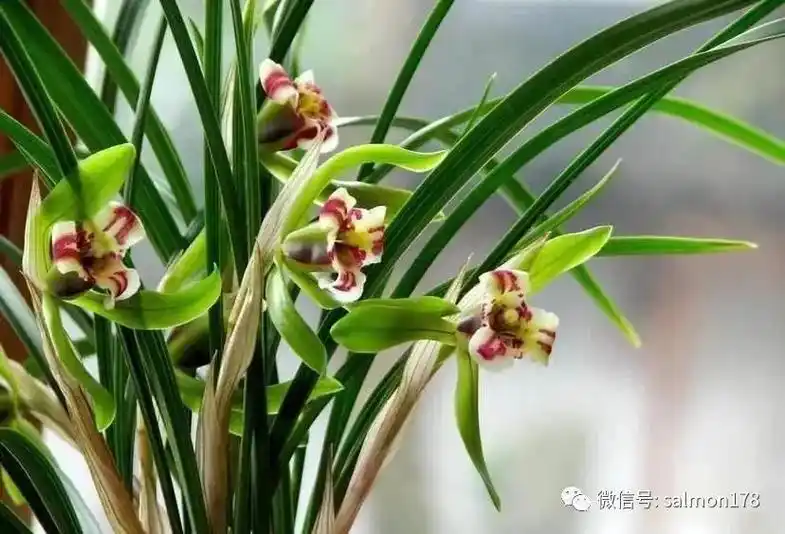 坚贞还自抱,何事斗群芳!身在千山顶上 - 抖音