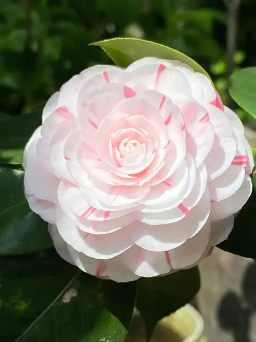 最后几朵茶花十八学士