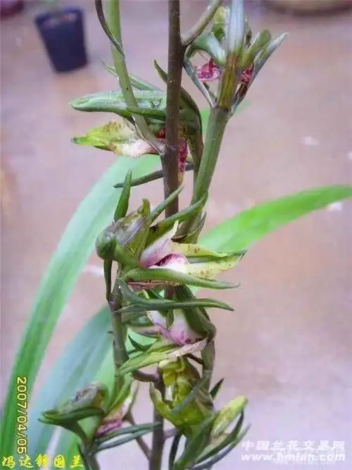墨兰 神州奇蝶带花 - 中国兰花交易网