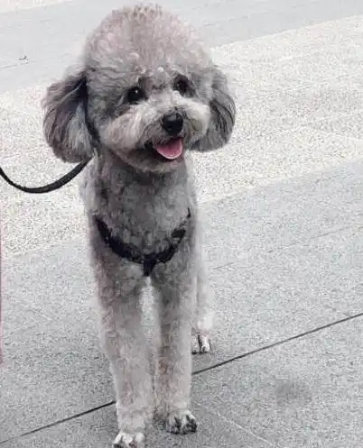 在挑选高贵,优雅灰色泰迪时,你应该了解这些常识