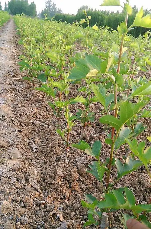 嫁接山楂苗毛红子山楂苗辽红山楂树苗价格