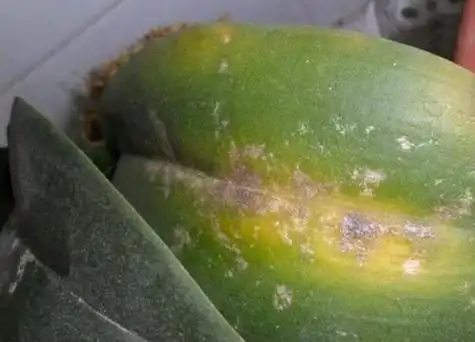 蝴蝶兰炭疽病发病原因