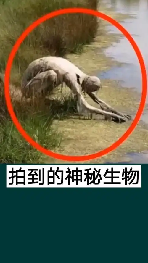 奇闻趣事抢先看拍到的神秘生物