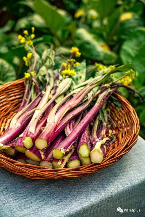 普通的菜薹是武汉家家户户冬日必吃的邻家蔬菜,但一旦戴上了「洪山」