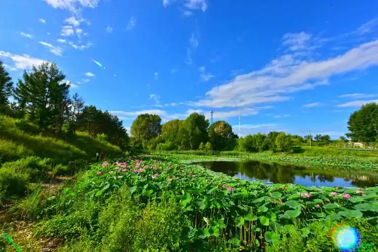 豪哥街拍#——艳阳和祥云笼罩下的荷塘盛夏——北国小城的唯美风光(*