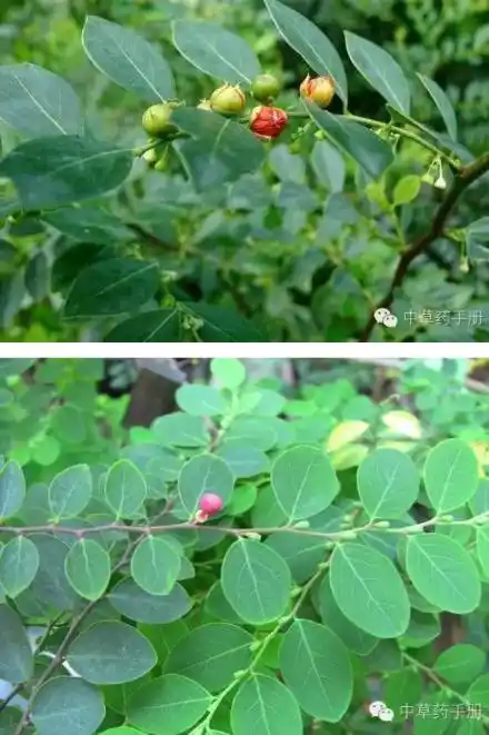 这是什么植物,叫什么名