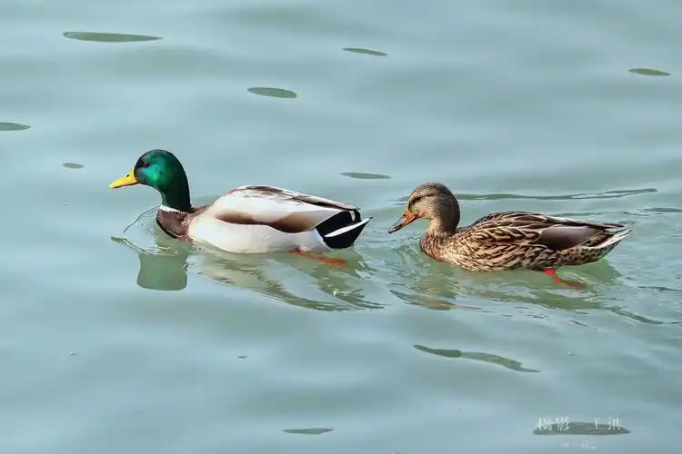 青衣江～绿头鸭