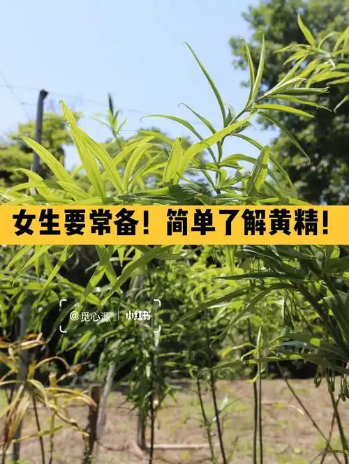 简单了解黄精女生要常备