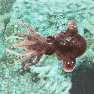 墨鱼是什么样子