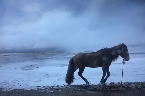 车窗拍摄:脱缰的马