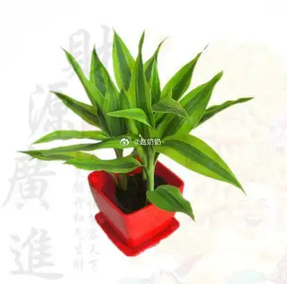 富贵竹又称开运竹,一年四季均可生长,放于家中有 "花开富贵,竹报平安"