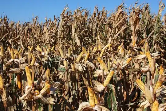 秋天的玉米地图片