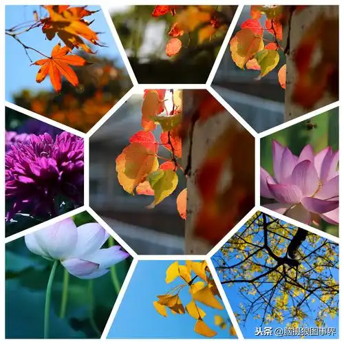 手机怎么拼图相片(想把手机里几张照片)