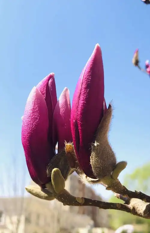 《玉兰花美在花心里》2020年3月20日