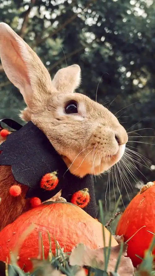软萌可爱的小兔子高清图片手机壁纸