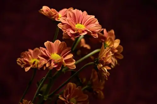 鲜花,背景,性质