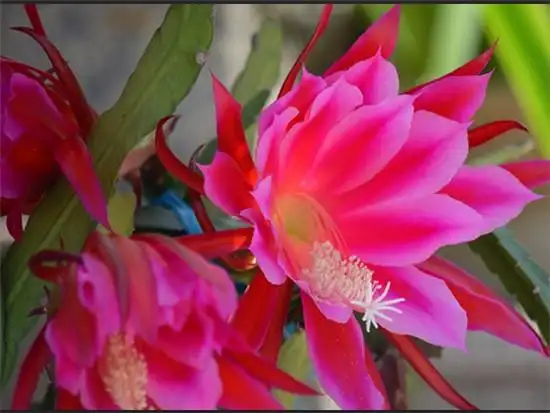 鱼骨令箭荷花图片欣赏