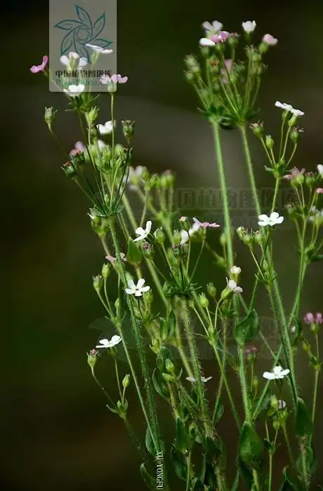 androsace erecta 直立点地梅