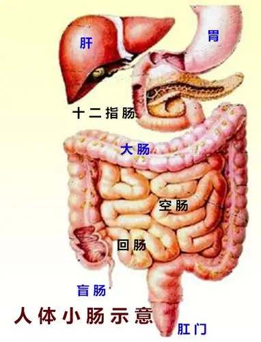 防,治中老年便秘的捷径 写美篇     小肠的生理功能:小肠的组织结构学