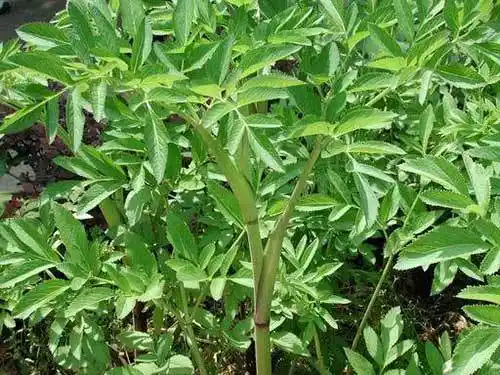 白芷斑枯病防治