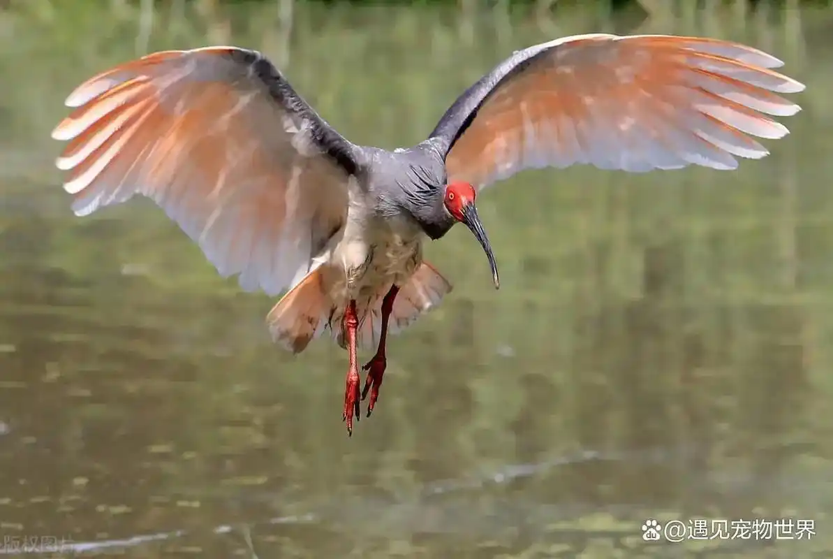 我的抖音生活日记 中国最珍贵的十种鸟类,你认识几种? - 抖音