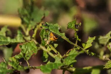 害虫破坏了田间的庄稼. 寄生虫在野外和农业中. 选定的重点照片