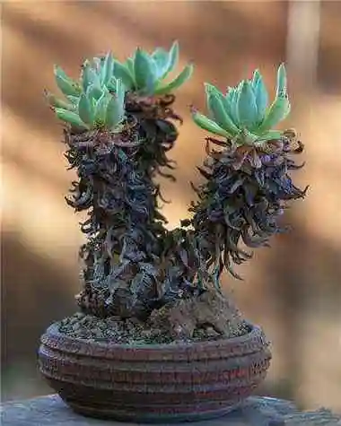 熊孩子把用过的铅笔插盆栽里,结果一星期后!_网易订阅