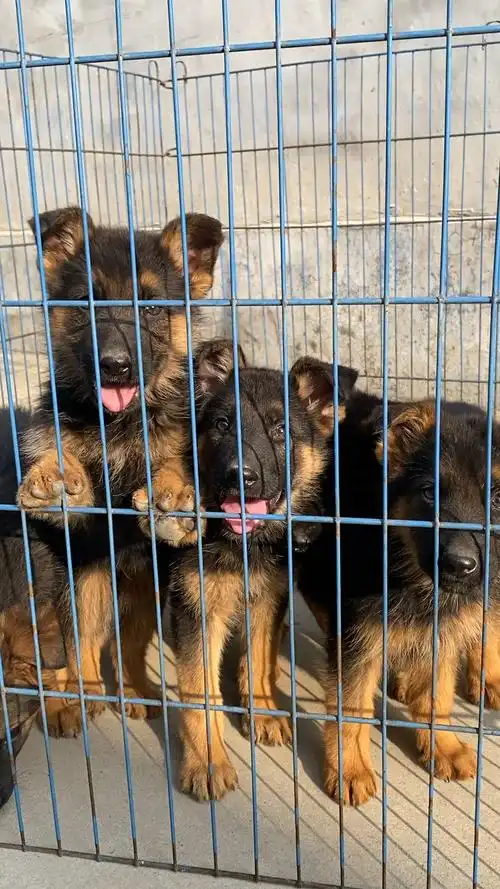 德牧#两个多月的小德牧,样子一天比一天萌了.