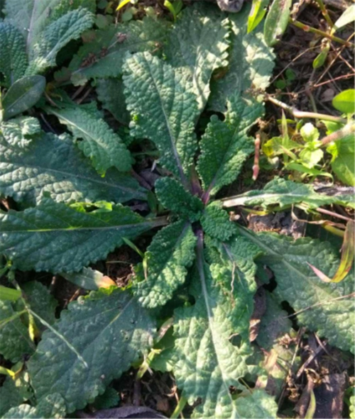 农村一种"赖皮草",样子丑,用处大,现在少见,看到要珍惜