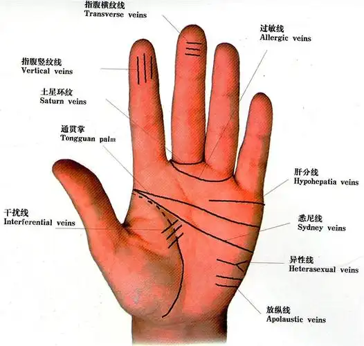 手掌21条自然线(1)本能线:也称生命线,就是由手掌虎口中央起点,自然
