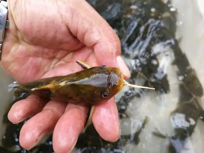 农村大集上几种稀罕野生小鱼图六是小鱼中的极品可遇不可求