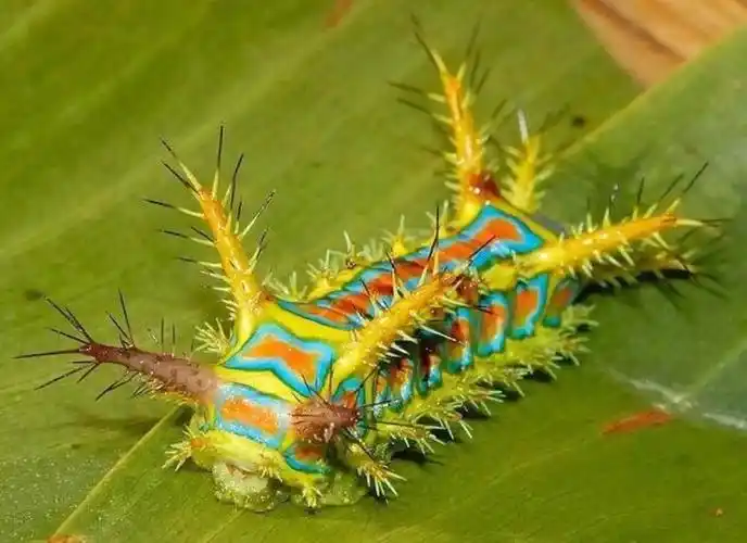 洋辣子又叫八角丁,是黄刺蛾的幼虫,如果不小心被它蛰一下,那火烧火燎