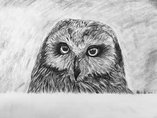 作品名称:猫头鹰作者姓名: 梅亦菲作者年龄:13作品类别: 素描奖
