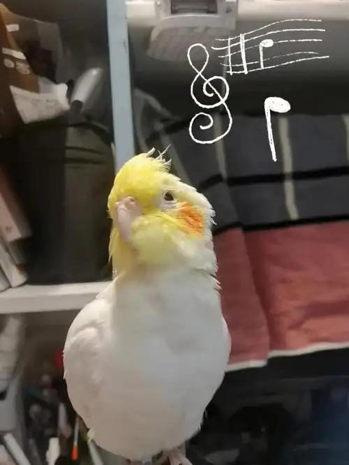 爱唱歌的蛋蛋#玄凤鹦鹉  #日常  #手养玄凤