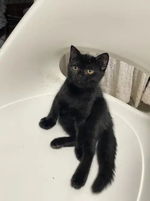 南山区家养英短黑猫妹妹,6.4出生