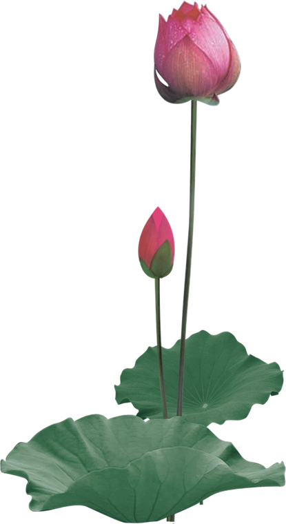 【引用】荷花png免抠图素材二