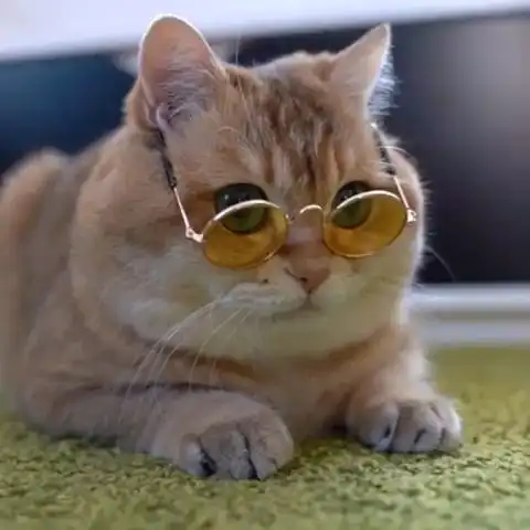 一只戴眼镜的橘猫,看起来很文艺哦96