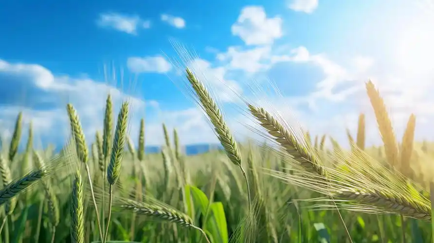 早晨阳光下的青色小麦农作物谷物秋收的麦田麦穗小麦图芒种节气农民大