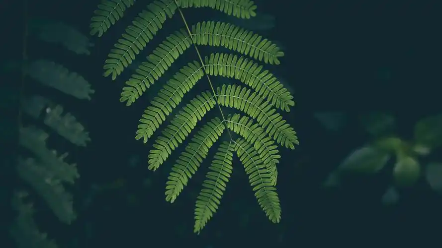壁纸 绿色的树叶,黑色的背景 3840x2160 uhd 4k 高清壁纸, 图片, 照片