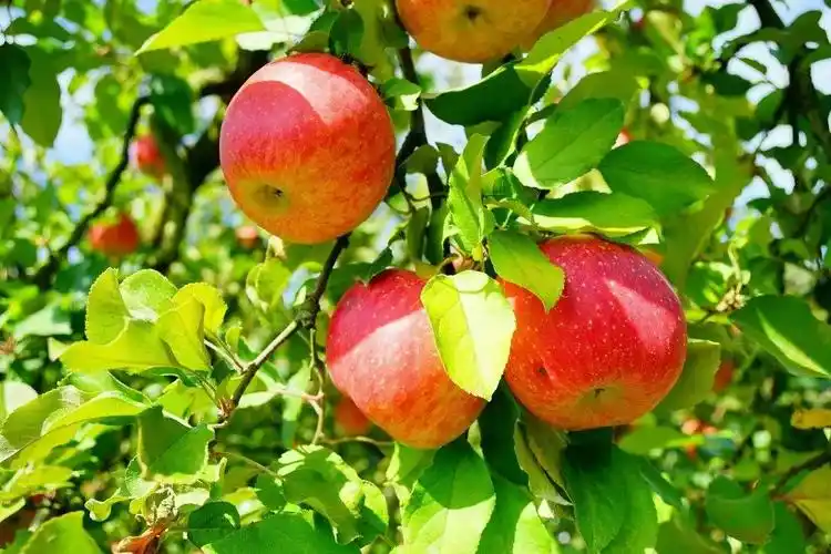 秋天,是利于苹果生长的美好季节