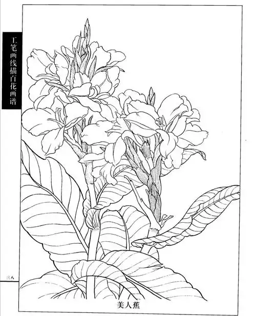 工笔画线描百花画谱(春夏篇)