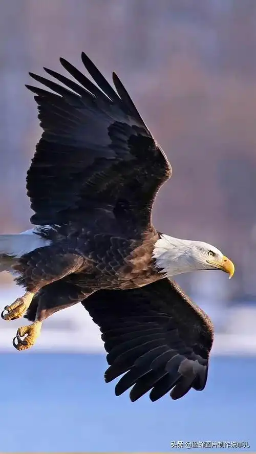 雄鹰展翅高飞,搏击长空终不悔