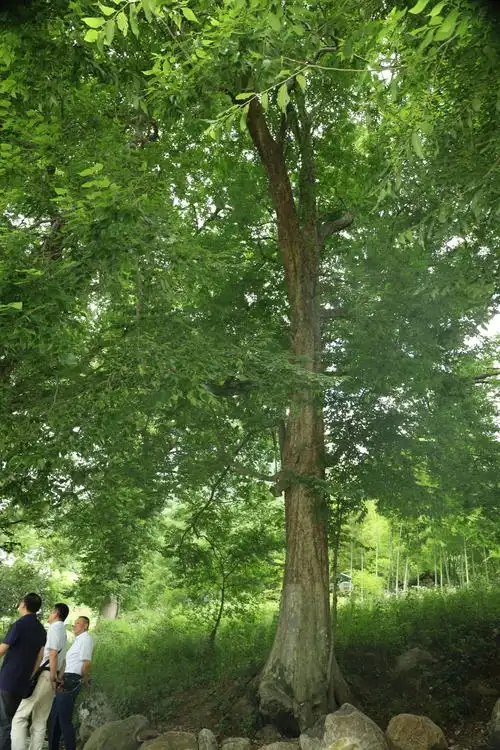 千年不老古檀树