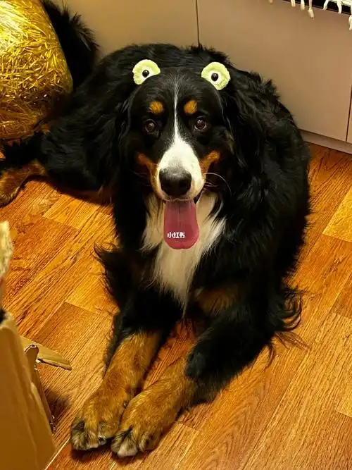 升级了六眼豆豆眉