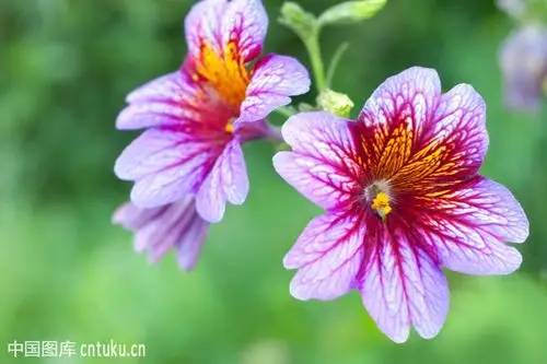 《世界名花影像宝典》169集·美艳多姿的《娥蝶花》