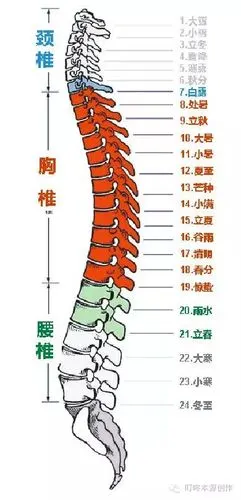人体脊柱分为:颈椎七节,胸椎十二节,腰椎五节,共和24节对应一年24节气